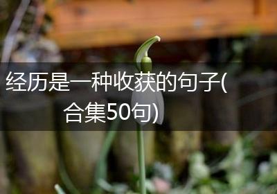 经历是一种收获的句子(合集50句)