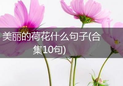 美丽的荷花什么句子(合集10句)