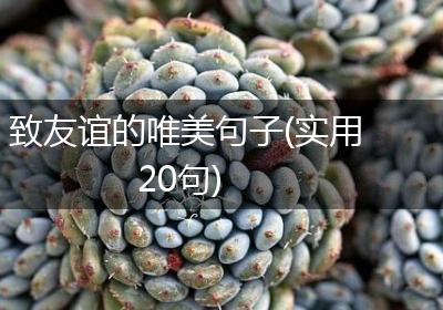 致友谊的唯美句子(实用20句)