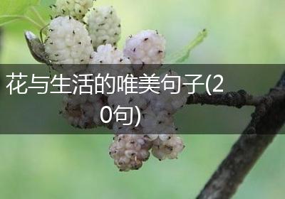 花与生活的唯美句子(20句)