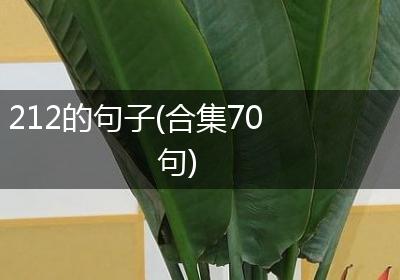212的句子(合集70句)