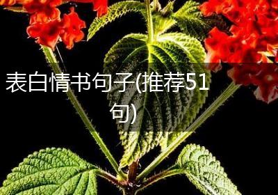 表白情书句子(推荐51句)