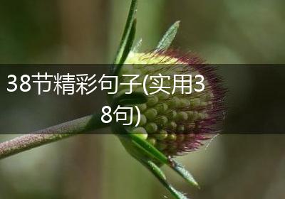 38节精彩句子(实用38句)