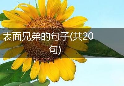 表面兄弟的句子(共20句)