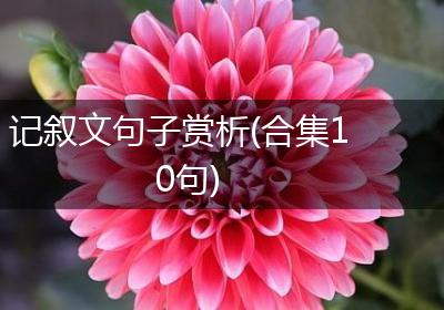 记叙文句子赏析(合集10句)