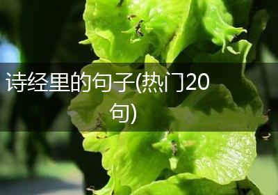诗经里的句子(热门20句)