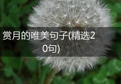 赏月的唯美句子(精选20句)