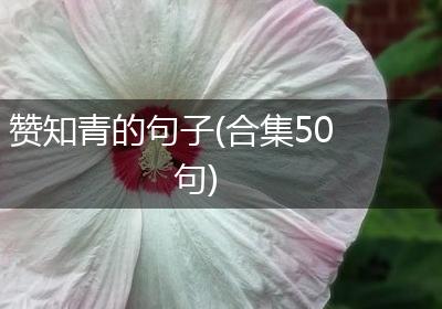 赞知青的句子(合集50句)