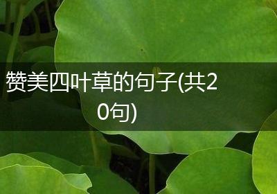 赞美四叶草的句子(共20句)