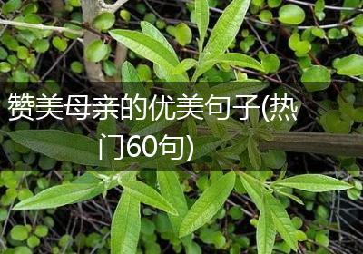 赞美母亲的优美句子(热门60句)
