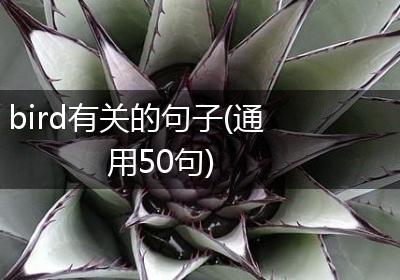 bird有关的句子(通用50句)