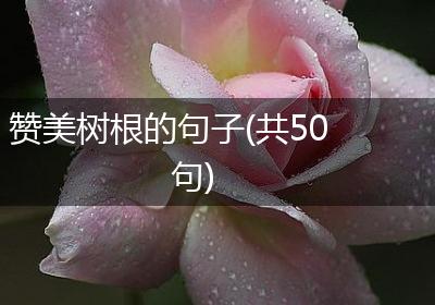 赞美树根的句子(共50句)