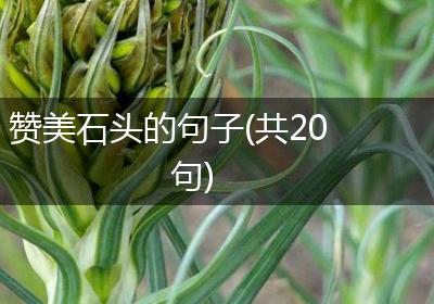 赞美石头的句子(共20句)