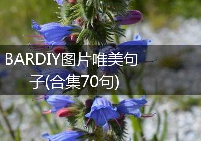 BARDIY图片唯美句子(合集70句)