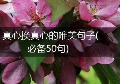 真心换真心的唯美句子(必备50句)