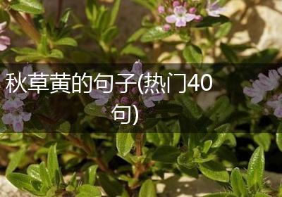 秋草黄的句子(热门40句)
