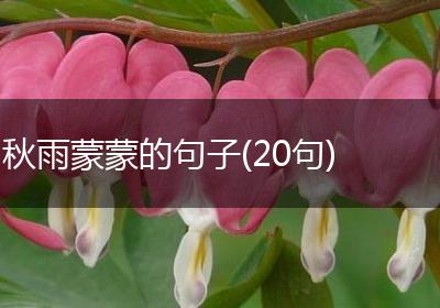 秋雨蒙蒙的句子(20句)
