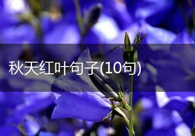 秋天红叶句子(10句)