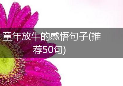 童年放牛的感悟句子(推荐50句)