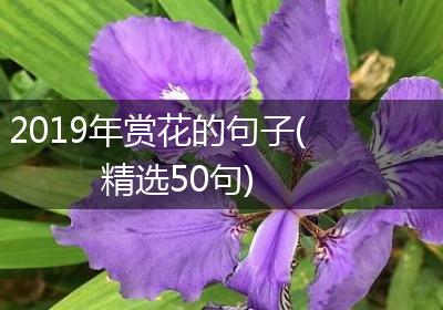 2019年赏花的句子(精选50句)