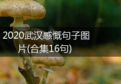 2020武汉感慨句子图片(合集16句)