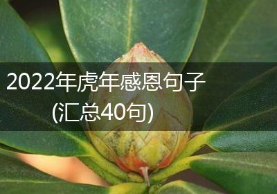 2022年虎年感恩句子(汇总40句)