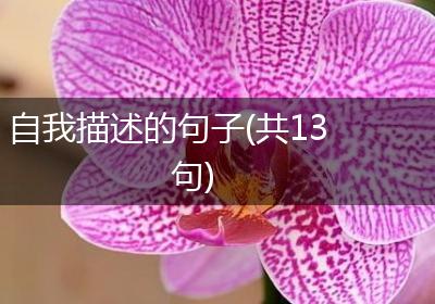 自我描述的句子(共13句)
