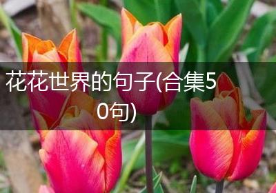 花花世界的句子(合集50句)