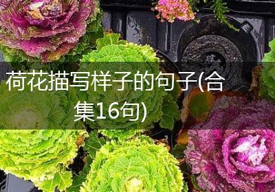 荷花描写样子的句子(合集16句)