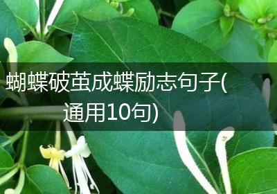 蝴蝶破茧成蝶励志句子(通用10句)