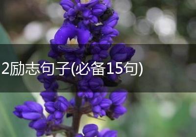 2励志句子(必备15句)
