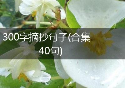 300字摘抄句子(合集40句)