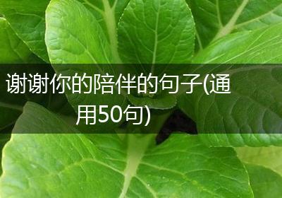 谢谢你的陪伴的句子(通用50句)