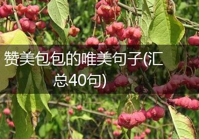 赞美包包的唯美句子(汇总40句)