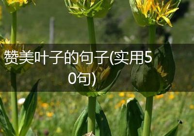 赞美叶子的句子(实用50句)