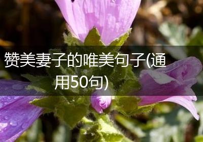 赞美妻子的唯美句子(通用50句)
