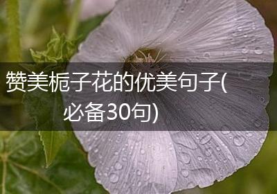 赞美栀子花的优美句子(必备30句)