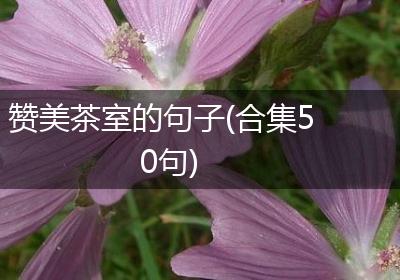 赞美茶室的句子(合集50句)