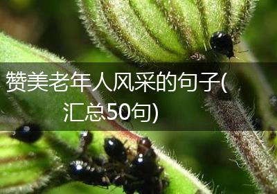 赞美老年人风采的句子(汇总50句)