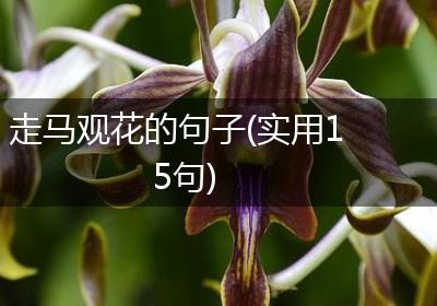 走马观花的句子(实用15句)