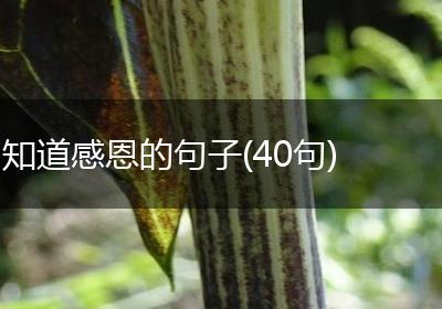 知道感恩的句子(40句)