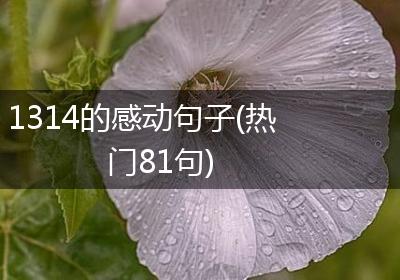 1314的感动句子(热门81句)