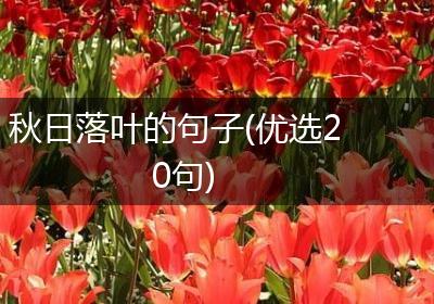 秋日落叶的句子(优选20句)
