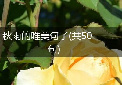 秋雨的唯美句子(共50句)
