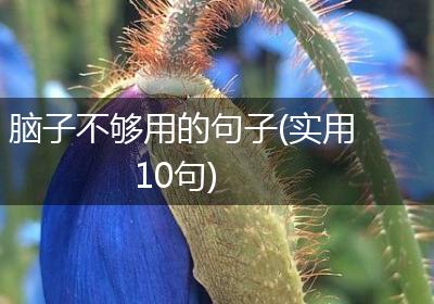 脑子不够用的句子(实用10句)