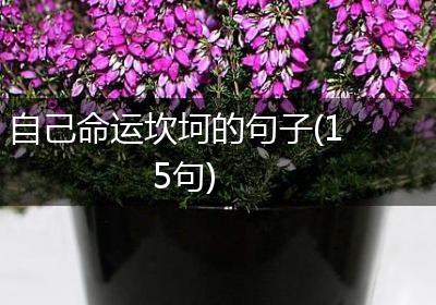 自己命运坎坷的句子(15句)