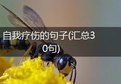 自我疗伤的句子(汇总30句)