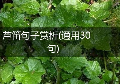 芦笛句子赏析(通用30句)