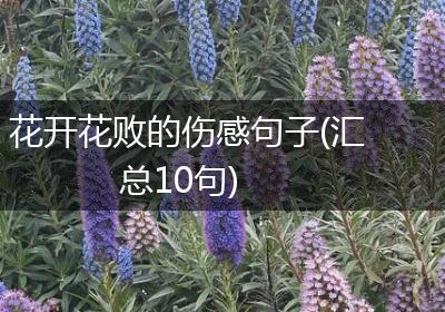 花开花败的伤感句子(汇总10句)