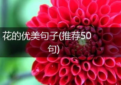 花的优美句子(推荐50句)